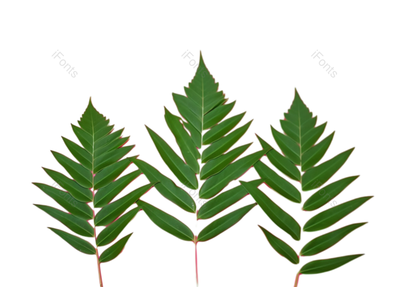 叶子图片,边框元素,装饰PNG,纹理免抠素材